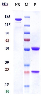 0 - Anti-CSF2Rb / CD131 Reference Antibody (CSL311) APR10062