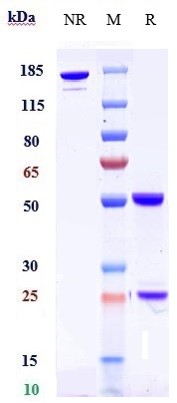 0 - Anti-DLK1 Reference Antibody (LIV-1205) APR10063