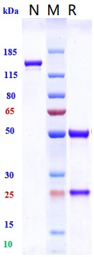 0 - Anti-IL-18 Reference Antibody (Camoteskimab) APR10064