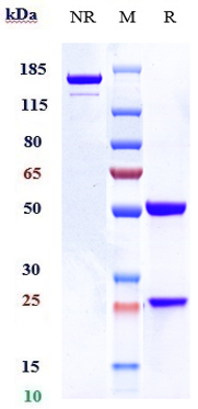 0 - Anti-IL-3Ra / CD123 Reference Antibody (talacotuzumab) APR10065