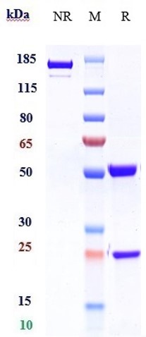 0 - Anti-IL-5Ra/ CD125 Reference Antibody (benralizumab) APR10066