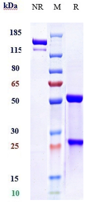 0 - Anti-PCSK9 Reference Antibody (evolocumab) APR10067
