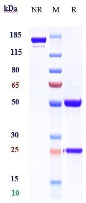 0 - Anti-PCSK9 Reference Antibody (alirocumab) APR10068