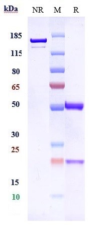 0 - Anti-TPBG Reference Antibody (PF-06263507) APR10069