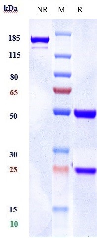 0 - Anti-AA2AR / Adenosine A2aR Reference Antibody (3F6-9G5) APR10070