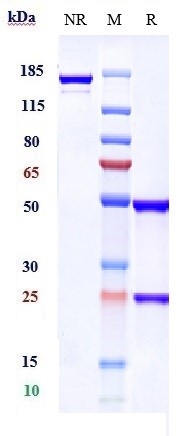 0 - Anti-ALCAM / CD166 Reference Antibody (praluzatamab) APR10071