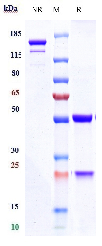 0 - Anti-TNFSF7 / CD27L / CD70 Reference Antibody (cusatuzumab) APR10073