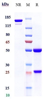 0 - Anti-AXL / UFO Reference Antibody (tilvestamab) APR10075