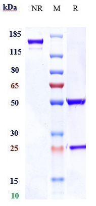 0 - Anti-AXL / UFO Reference Antibody (enapotamab) APR10076