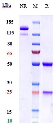 0 - Anti-FcRn (FCGRT & B2M) Reference Antibody (batoclimab) APR10077