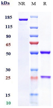 0 - Anti-C1s Reference Antibody (sutimlimab) APR10080