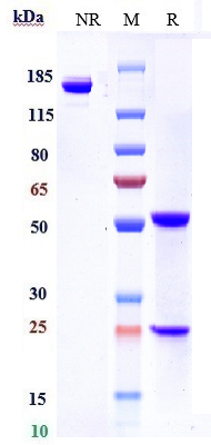 0 - Anti-Complement C5aR1 Reference Antibody (avdoralimab) APR10081