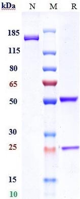 0 - Anti-Complement C5 Reference Antibody (ravulizumab) APR10082