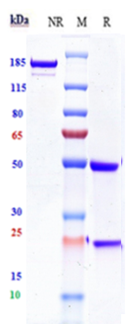0 - Anti-CD19 Reference Antibody (Loncastuximab) APR10085