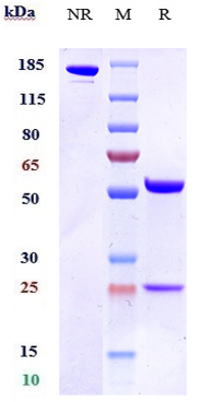 0 - Anti-OX2R / CD200R1 Reference Antibody (Janssen patent anti-CD200R1) APR10086