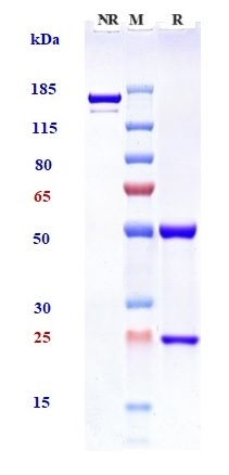 0 - Anti-Siglec-2 / CD22 Reference Antibody (pinatuzumab) APR10088