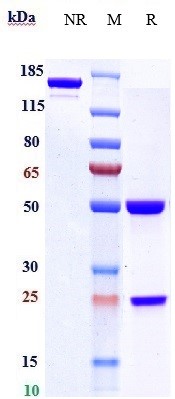 0 - Anti-TNFRSF7 / CD27 Reference Antibody (varlilumab) APR10089