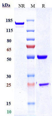 0 - Anti-TNFRSF8 / CD30 Reference Antibody (brentuximab vedotin) APR10090