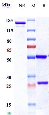 0 - Anti-TNFRSF8 / CD30 Reference Antibody (brentuximab) APR10091