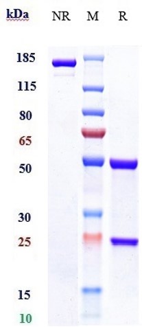 0 - Anti-Siglec-3 / CD33 Reference Antibody (Gemtuzumab) APR10092
