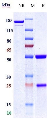 0 - Anti-TSPAN26 / CD37 Reference Antibody (naratuximab) APR10094