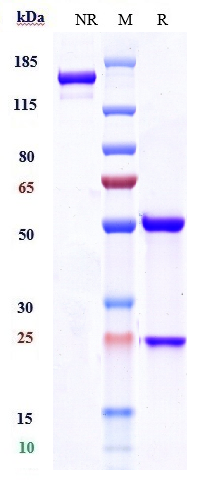 0 - Anti-TNFRSF5 / CD40 Reference Antibody (selicrelumab) APR10095