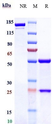 0 - Anti-TNFSF7 / CD27L / CD70 Reference Antibody (vorsetuzumab) APR10097