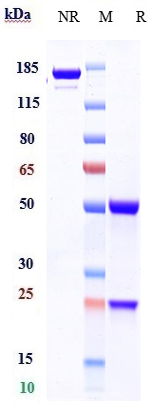 0 - Anti-CD79b Reference Antibody (polatuzumab) APR10098