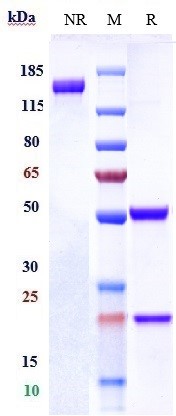 0 - Anti-CEACAM6 / CD66c Reference Antibody (tinurilimab) APR10101