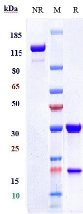 0 - Anti-CEACAM5 / CEA / CD66e Reference Antibody (tusamitamab) APR10102