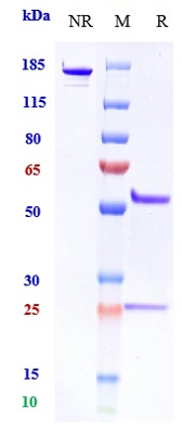 0 - Anti-CEACAM5 / CEA / CD66e Reference Antibody (tusamitamab-MMAE) APR10103