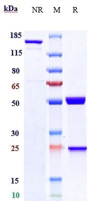 0 - Anti-HGFR / c-Met Reference Antibody (amivantamab) APR10104