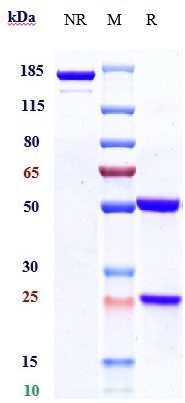 0 - Anti-HGFR / c-Met Reference Antibody (telisotuzumab) APR10105