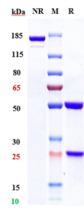 0 - Anti-HGFR / c-Met Reference Antibody (telisotuzumab vedotin) APR10106
