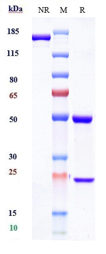 0 - Anti-Complement C5 Reference Antibody (eculizumab) APR10107