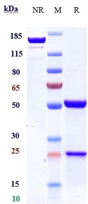 0 - Anti-DLL3 Reference Antibody (rovalpituzumab) APR10108