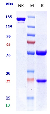0 - Anti-DLL3 Reference Antibody (rovalpituzumab-MMAE) APR10109