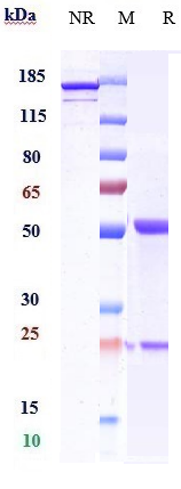 0 - Anti-DLL4 Reference Antibody (enoticumab) APR10110