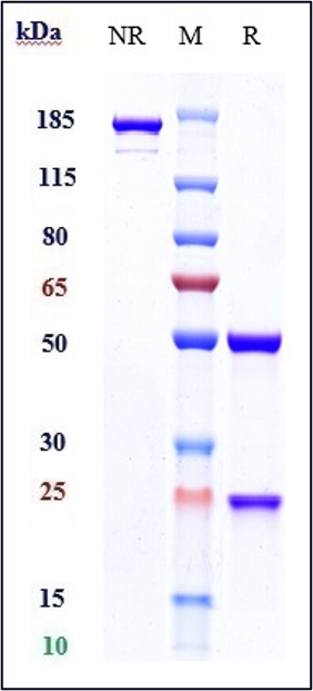 0 - Anti-FGFR3 / CD333 Reference Antibody (vofatamab) APR10112