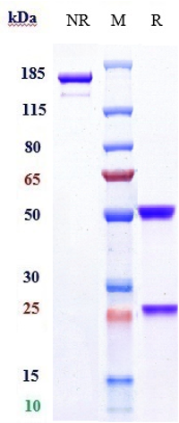 0 - Anti-FOLR1 / FRA Reference Antibody (mirvetuximab) APR10114