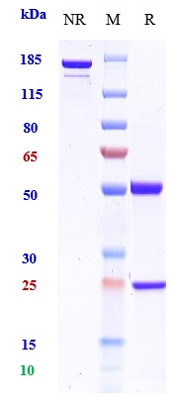 0 - Anti-CSF2 / GM-CSF Reference Antibody (namilumab) APR10119