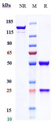 0 - Anti-GUCY2C Reference Antibody (indusatumab) APR10120