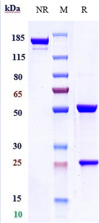 0 - Anti-ERBB2 / HER2 / CD340 Reference Antibody (trastuzumab) APR10121