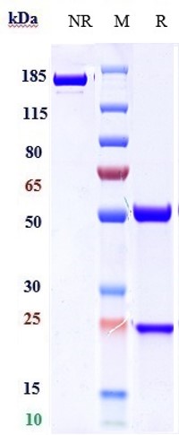 0 - Anti-ICOS / CD278 Reference Antibody (feladilimab) APR10123