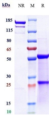 0 - Anti-IGF1R / CD221 Reference Antibody (cixutumumab) APR10124