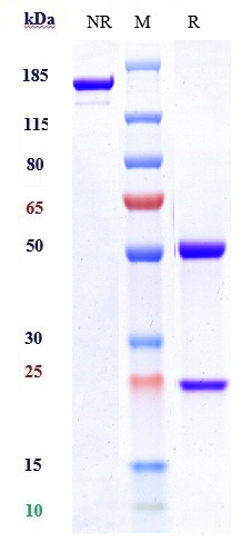 0 - Anti-CTLA-8 / IL-17a Reference Antibody (secukinumab) APR10125