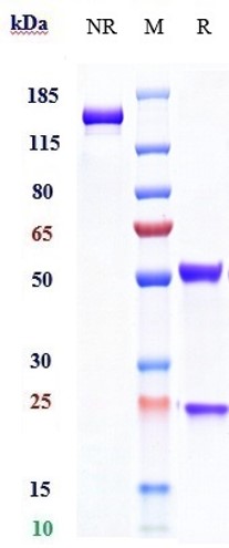 0 - Anti-IL-2Ra / CD25 Reference Antibody (daclizumab) APR10126