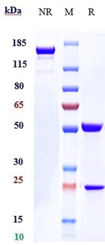 0 - Anti-IL-31Ra Reference Antibody (nemolizumab) APR10127