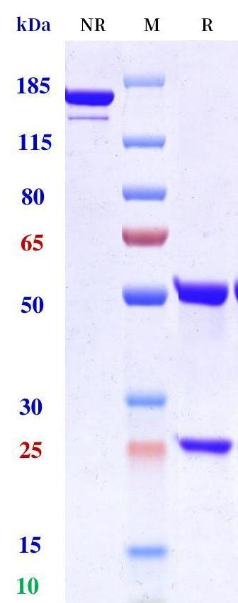 0 - Anti-LILRA4 / ILT7 / CD85g Reference Antibody (daxdilimab) APR10129
