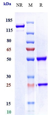 0 - Anti-LIV-1 / SLC39A6 Reference Antibody (ladiratuzumab) APR10131